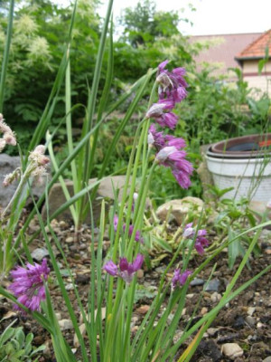 Allium_cyathophorum.jpg