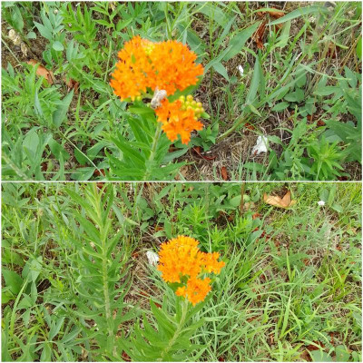 Asclepias-Tuberosa.jpg