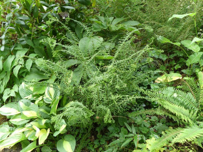2023-07-27 Athyrium 'Dre's Dagger' 1.jpg