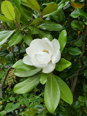 2023-07-27 Magnolia 'Maryland'.jpg