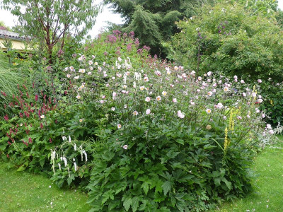 2023-07-27 Anemone 'Robustissima'.jpg