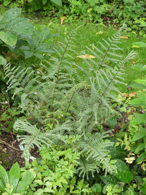 2023-07-27 Athyrium 'Ocean Fury'.jpg