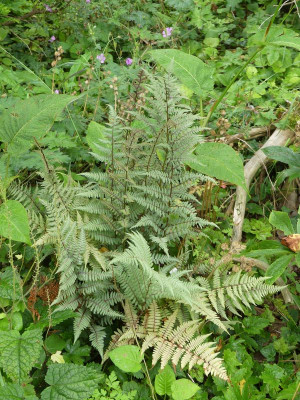 2023-07-27 Athyrium 'Ghost'.jpg