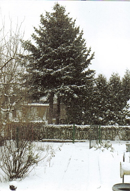 Wintertanne.jpg
