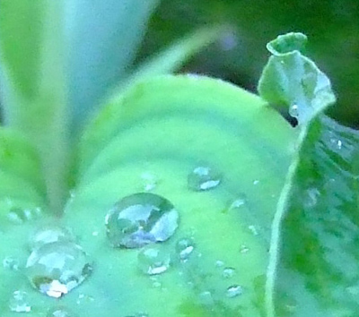 Drop.jpg