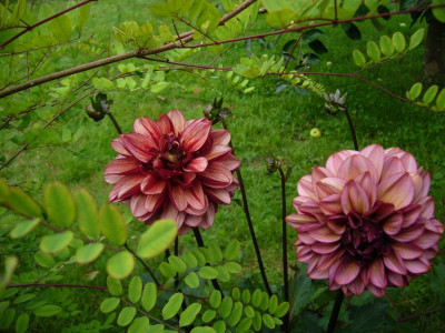 Dahlie Senior´s Hope 3.JPG