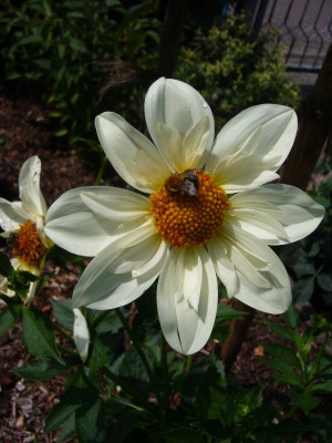 Dahlie Bride´s Bouquet.JPG