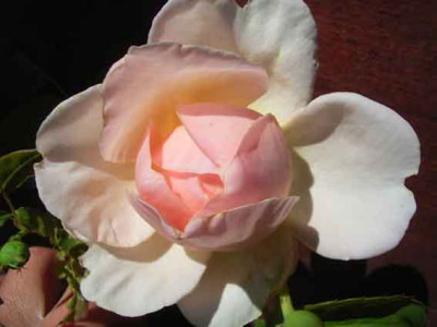 Cl_Champ_06_08_03.JPG