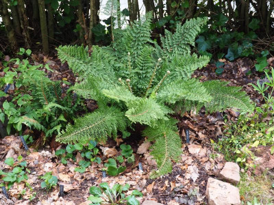 Polystichum setiferum Plumosodivisilobum 'Baldwinii' P7290011.JPG