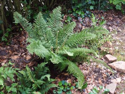 Polystichum setiferum Plumosodivisilobum 'Baldwinii' P7290012.JPG