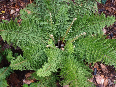 Polystichum setiferum Plumosodivisilobum 'Baldwinii' P7290013.JPG
