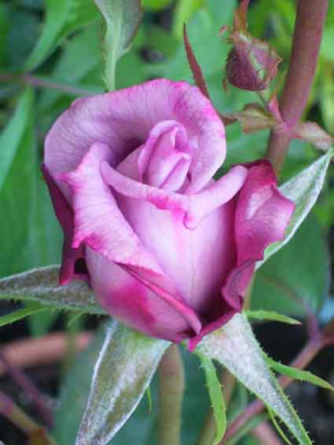 MamyBlue_06_08_01.JPG