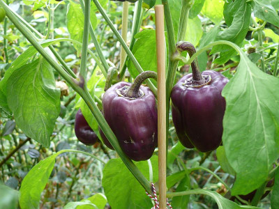 230729_Violet Mist.jpg
