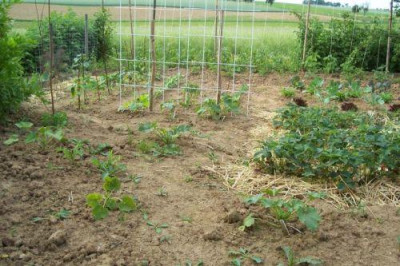 000_2896_groes_Beet_links.jpg