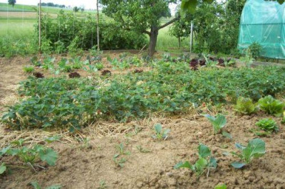 000_2897_groes_Beet_rechts.jpg