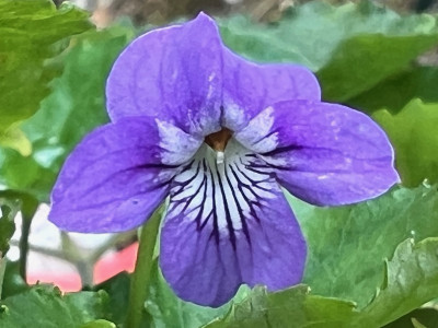 2023-07-29 Viola rostrata var. japonica.jpg
