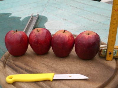 GroenanderungRoter_Fruhapfel_Nordergast_002.jpg