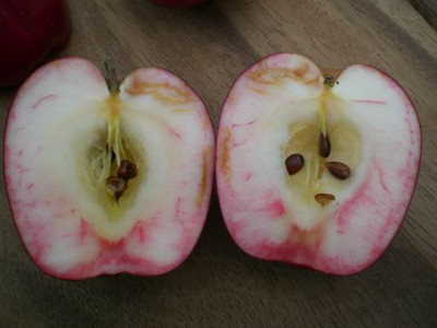 GroenanderungRoter_Fruhapfel_Nordergast_003.jpg