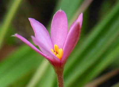Rhodo.-harlekin.JPG