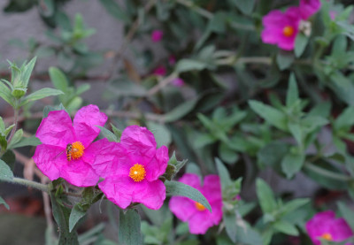 Cistus-Silver-Beauty-2008-0.jpg