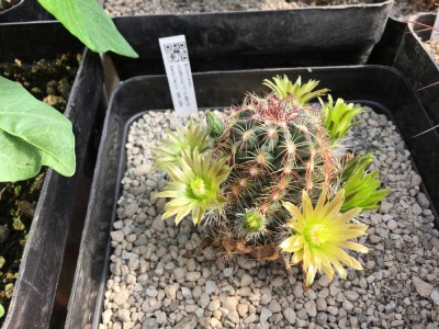 E. viridiflorus  SB170.JPG