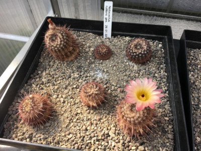 Notocactus rutilans-2.JPG