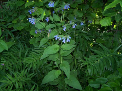 100_1324_namenlose_Staude_2__640.jpg