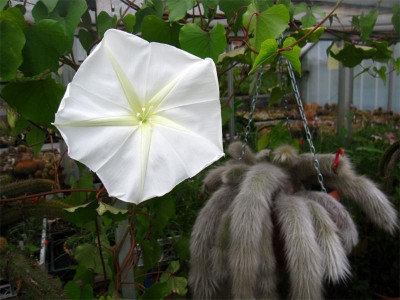 Ipomoea-alba1.jpg