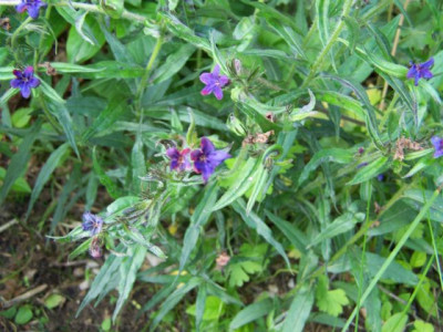 100_1326_zweifarbig_Naturstand___640.jpg