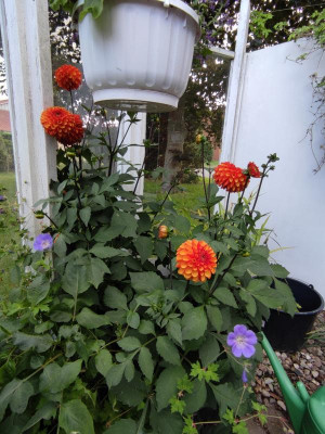 Dahlia Creme de Cognac_20230729.jpg