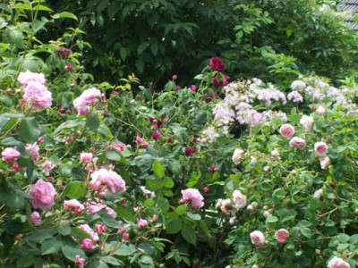 Garten_20_254_klein.jpg