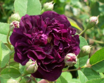 Zentifolie_a_Fleurs_Doubles_Violettes_20_083_klein.jpg
