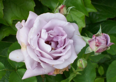 Rosenmalerin_Sigrid_20_151_klein.jpg