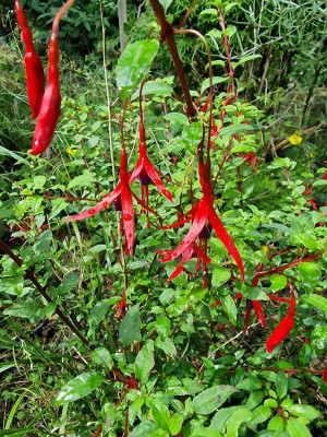 Fuchsia 1.jpg