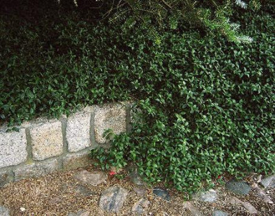 Vinca_Minor.jpg
