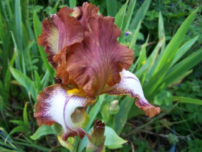 100_1331_IRIS_germ._braunrosa__640.jpg