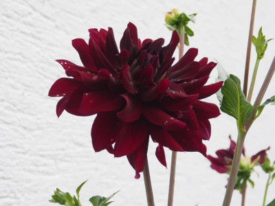 Dahlia Rip City P8010035.JPG