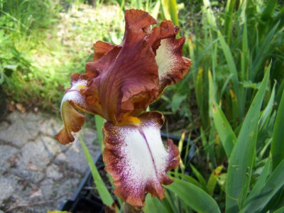 100_1332_IRIS_germ._braunrosa_2__640.jpg