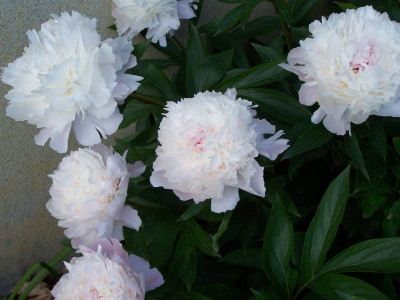 100_1329_Paeonia_chinese___800.jpg