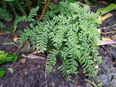 Adiantum pedatum Fish Fin.jpg