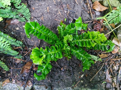 Asplenium scolopendrium Zeal Dwarf.jpg