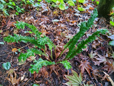 Asplenium scolopendrium.jpg