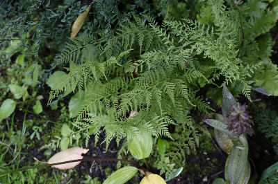 DSC_7932_DxO.jpg