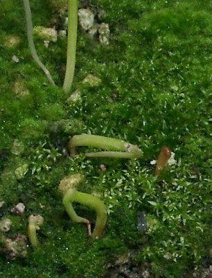 11110013_eAllium_schubertii_Samling.JPG