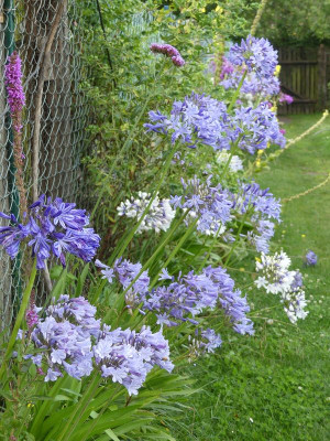 2023-08-01 Agapanthus 1.jpg