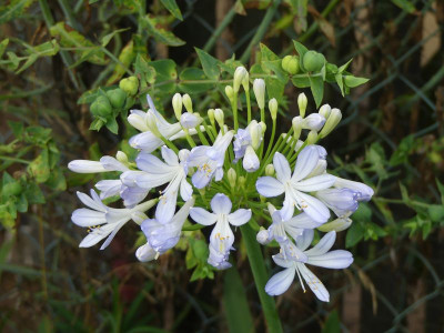 2023-08-01 Agapanthus 2.jpg