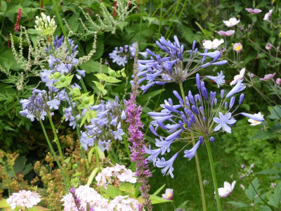2023-08-01 Agapanthus 4.jpg
