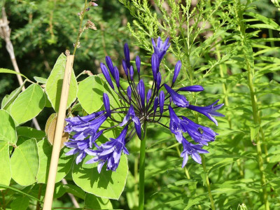 2023-08-01 Agapanthus 'Midnight Star' 1.jpg