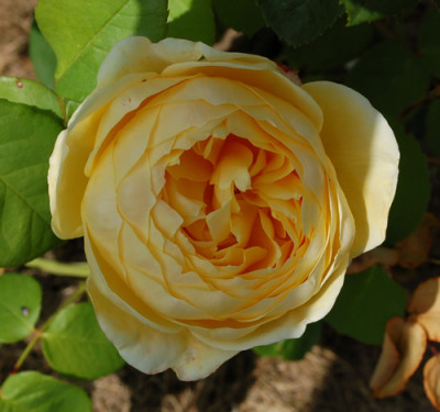 Yellow_Charles_Austin_0010__HS_28225.jpg