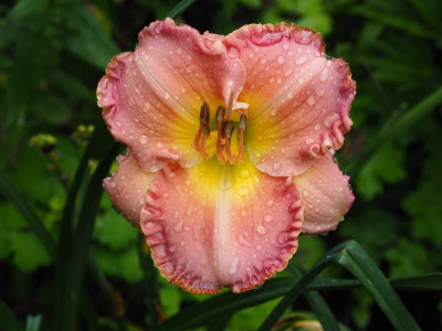 Shantih P8020035.JPG